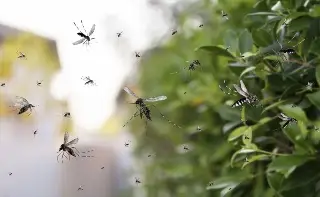 Imagen Veracruz acumula 712 casos de dengue en 2025; alertan sobre repunte con llegada de lluvias