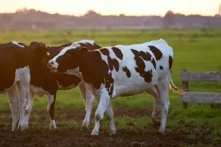 Imagen Ganaderos mexicanos califican de 'duro y preocupante' nuevo cierre fronterizo de EU