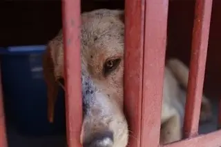 Imagen Aumenta número de casos de gusano barrenador en perros