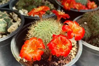Imagen Realizan Expo Flor de Verano en Veracruz