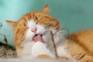 Da clic