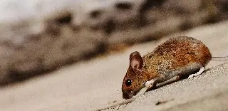 Imagen IA logra desarrollar antibióticos eficaces contra bacterias resistentes en ratones