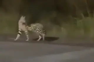 Imagen Esto puede llegar a costar el felino exótico que se escapó en la Riviera Veracruzana