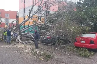 Imagen En Boca del Río hubo más de 60 situaciones de riesgo por evento de norte