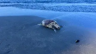 Imagen Hallan sin vida a tortuga en playa de Boca del Río 