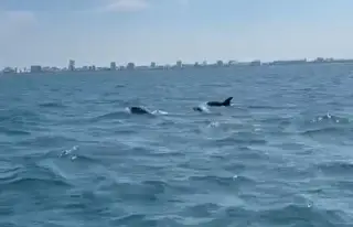 Imagen ¿Qué hacía la manada de delfines que fue captada en Veracruz? (Video)