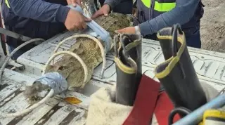 Imagen Capturan cocodrilo al norte de Veracruz