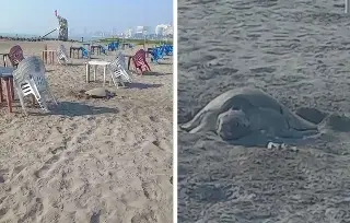 Imagen Captan tortuga desovando en playa de Boca del Río