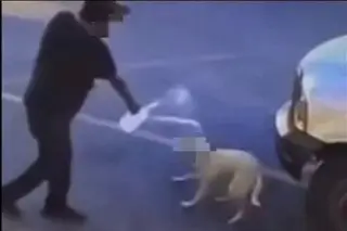 Imagen Viralizan agresión con agua caliente contra una perrita en Sonora, esto ocurrió con el agresor (+Video)