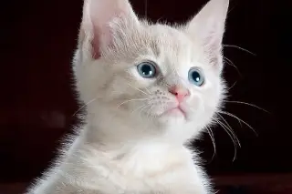 Da clic