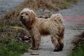 Imagen Día Mundial del Perro: el mejor amigo del ser humano aún enfrenta el abandono