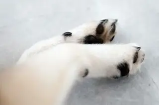 Da clic