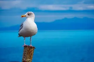 Da clic