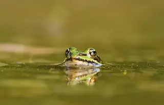 Da clic