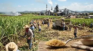 Imagen Lo que no imaginas que hay detrás de una cucharada de azúcar producida en Veracruz