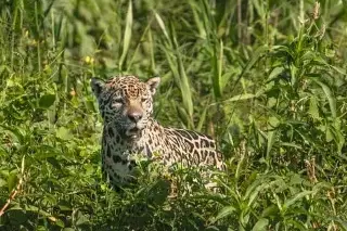 Imagen Reportan desaparición de jaguar de parque ecológico en Veracruz