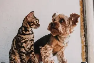 Da clic
