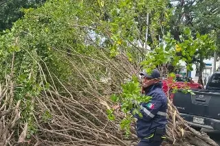 Imagen Piden podar árboles y asegurar techos en Veracruz ante llegada de evento de Norte